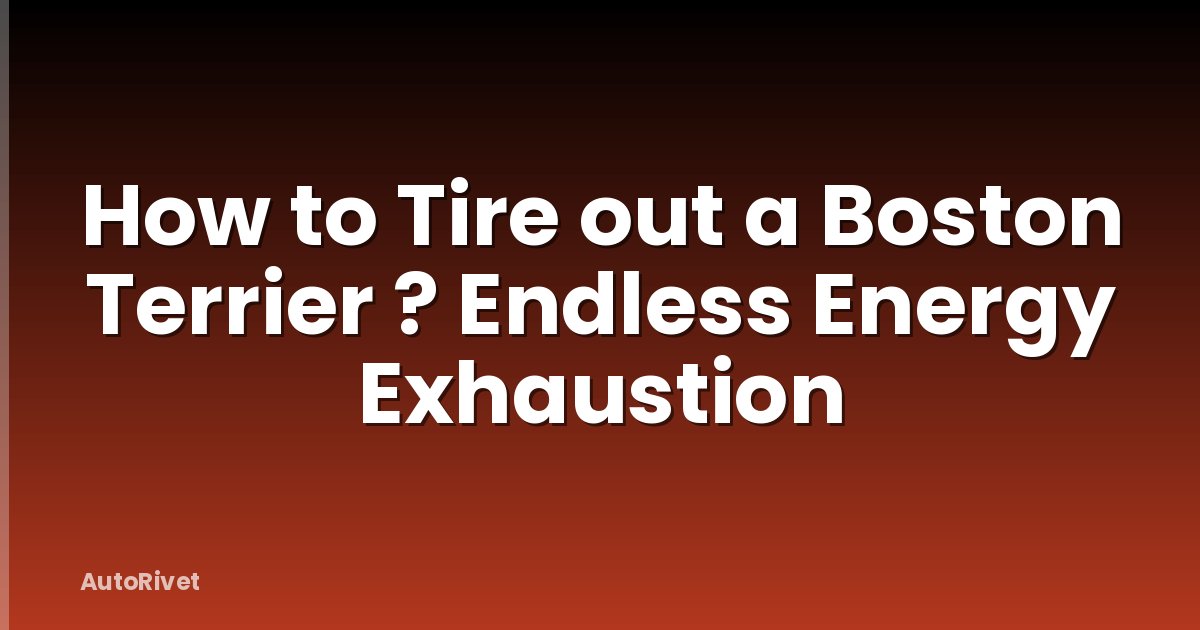 How to Tire out a Boston Terrier ? Endless Energy Exhaustion