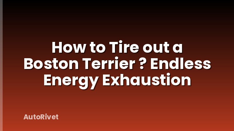 How to Tire out a Boston Terrier ? Endless Energy Exhaustion